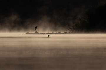 Obraz premium sunrise, morning, sunset, sky, sea, bird, water, clouds, nature, landscape, sun, cloud, ocean, seagull, airplane, birds, beach, fly, silhouette, summer, flying, orange, plane, flight, lake, blue