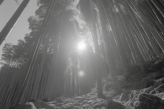 Sunlight filtering through dense bamboo forest