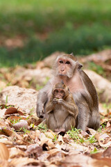 Long tailed macaque mother sitting with her baby
