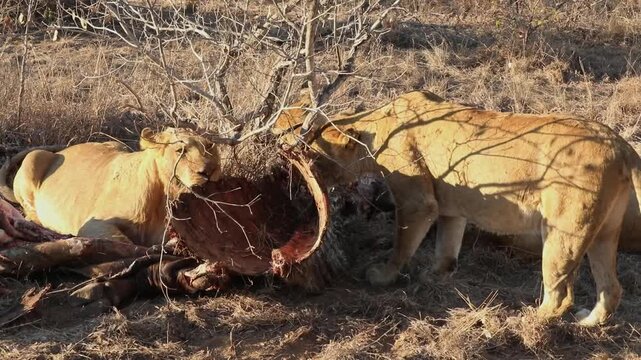 Close-up shot of 3 lions chewing on the remaining carcass from a prides kill