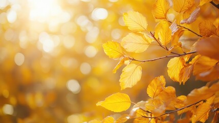 Obraz premium Sunlit golden leaves on tree branch in autumn