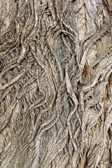 Bark of tree