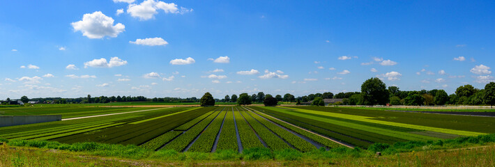 Panoramic photo of a nursery of garden plants in midsummer, planted in rows and surrounded by forests. With a blue sky with white clouds.