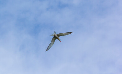 Seagull flying in clear sky at summer day. seagull flying among the clouds