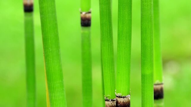 Horsetail in a closeup with camera drive, green, blurred background