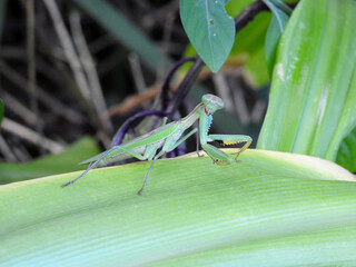 Green Praying Mantis, South Africa