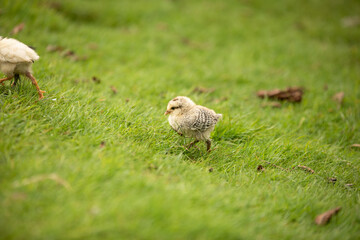 chicken on the grass