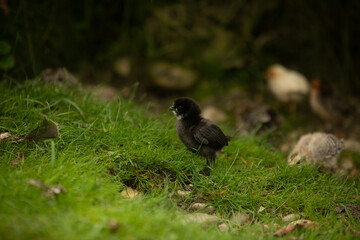 black baby chicken in the grass
