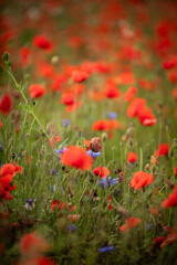 red poppy field