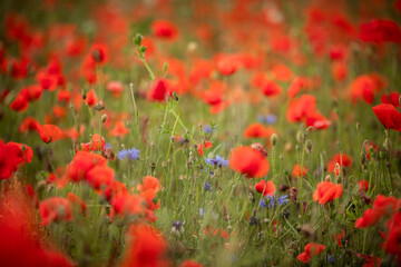 field of red poppies