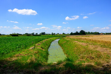 Photo from mid summer of 2 different agricultural fields, separated by a narrow water canal with a blue sky and white clouds.