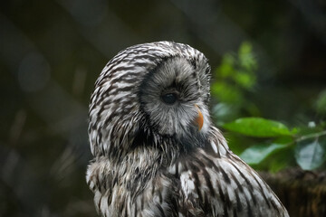 portrait of an owl