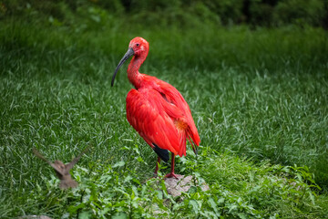scarlet ibis bird