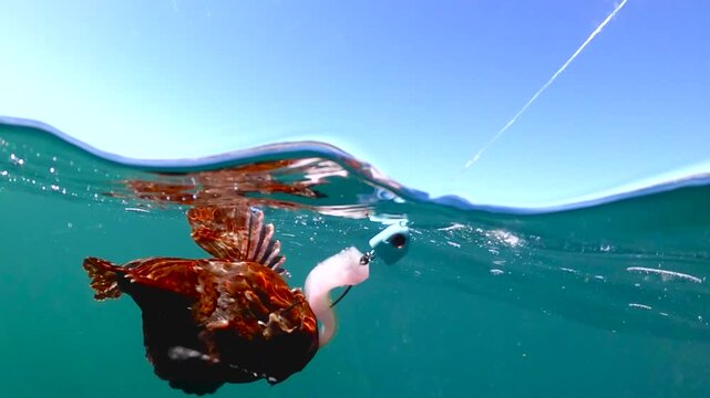 Underwater view of a red cabezon caught by a fisherman, Stillwater Cove CA