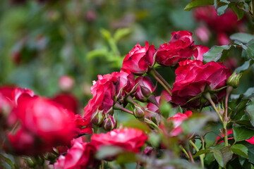 pink and red roses