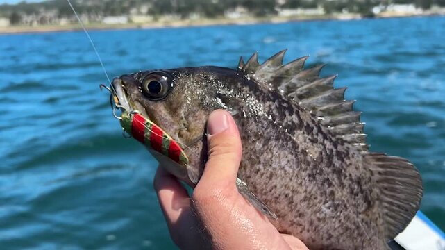 Close-up of a blue rockfish
