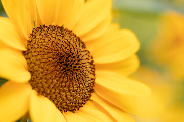 Close focus on center of sunflower with blurry background.