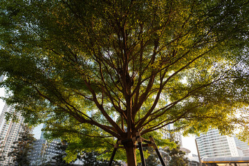 Big tree with wide branches touching the sunset with background of buildings in city.