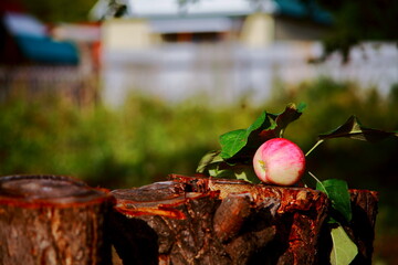 Apples on a tree branch. Still life in an apple orchard.Soft blurred background. Green branches.Close-up.Macro.Postcard.Food concept. For advertising.