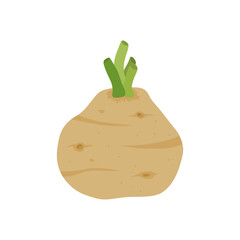 celery root flat design vector illustration isolated on white background. Icon of celeriac herb. Raw fresh vegetable. Aromatic food plant. Tuber of celeriac or knob celery  with green stalk shoots