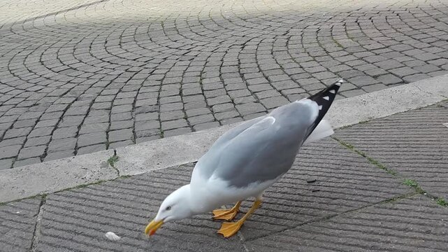 Feeding bird European herring gull, Larus argentatus pieces of rice crisps on city sidewalk - close-up shot, real time. Topics: ornithology Lesser black-backed gull, Larus fuscus