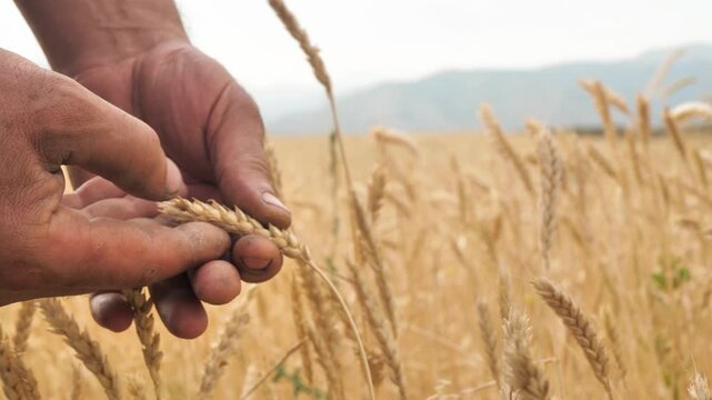 Close up of farmer's hands feeling ears of wheat in field. Hand of adult farm worker checking ear of wheat for ripeness for harvesting grain crops. Bread and flour from cereals.