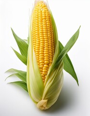 Make a bold statement with our corn ear, beautifully isolated on a white background.
