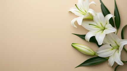 White lilies with green leaves on a beige background