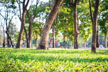 Obraz premium Green meadow with tree city park pathway sunset evening light