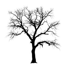 Fototapeta premium Silhouette of a Leafless Tree with Intricate Branches Against a Black Background