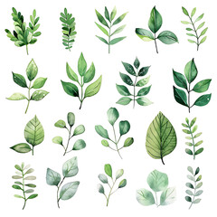 Fototapeta premium Set of watercolor green leaves elements. Collection botanical vector isolated on white background suitable for Wedding Invitation, save the date, thank you, or greeting card.