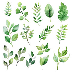 Fototapeta premium Set of watercolor green leaves elements. Collection botanical vector isolated on white background suitable for Wedding Invitation, save the date, thank you, or greeting card.