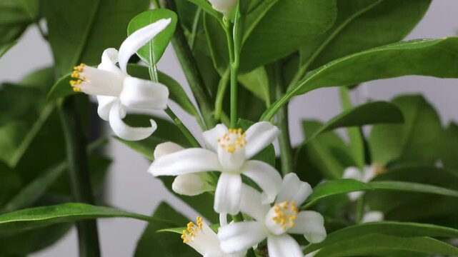 Calamondin orange tree blossom hd video. White fragrant flowers closeup. Neroli in bloom.
