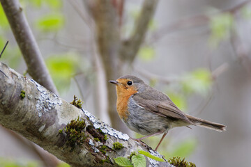 le rouge gorge familier