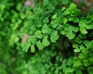 green leaves background