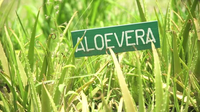 deo aloe vera forever Forever Aloe Ever-Shield kaufen main image 1