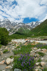 Endemic flowers growing in the mountains of Georgia. Georgian plateaus and colorful flowers. Georgia mountain flowers.
