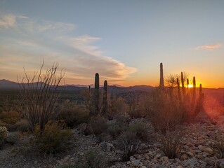 Sunset in desert with cactus