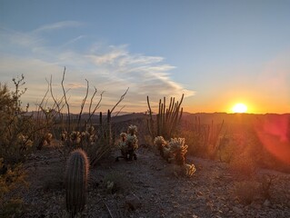 Sunset in the desert with different cacti
