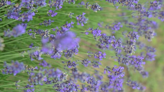 Lavender in the field. FLOWERING LAVENDER BUSHES IN A WARM SUMMER DAY. High quality footage