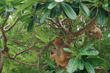 Wild Monkey at Monkey Island in Nha Trang, Vietnam - ベトナム ニャチャン...