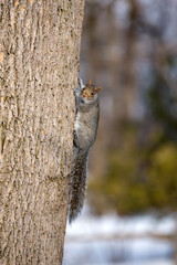 Obraz premium Eastern Gray squirrel, Sciurus carolinensis, on a tree trunk in Montreal, Canada. Winter forest background with snow.