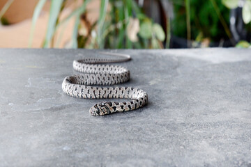 A small poisonous snake viper crawls along a concrete surface, Close-up