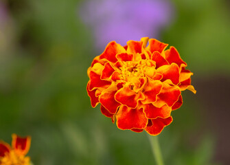 Closeup of orange flower, Marigold in the garden on green background
