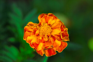 Closeup of orange flower, Marigold in the garden on green background
