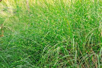 Ornamental green grass with plumes in the garden, abstract background