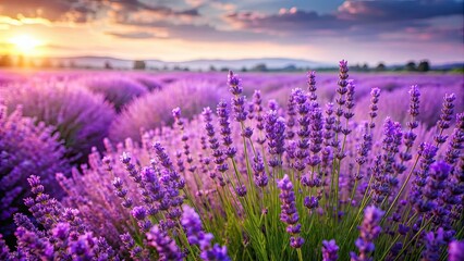 Naklejka premium Vibrant lavender flowers in full bloom , Lavender, flowers, blooming, fragrant, purple, garden, nature, flora, vibrant, petals