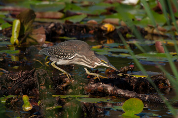 Green Heron