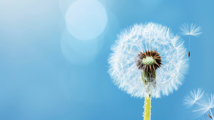 Naklejka premium Stunning close-up of a blooming dandelion seed head, showcasing sharp-focus seeds and glistening dew, captured in shallow depth of field. Perfect for nature lovers.