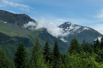 Obraz premium In sunny weather, green fields and snowy hills. Snowy mountain landscapes in spring in Svaneti.Magnificent mountain landscapes of Georgia.